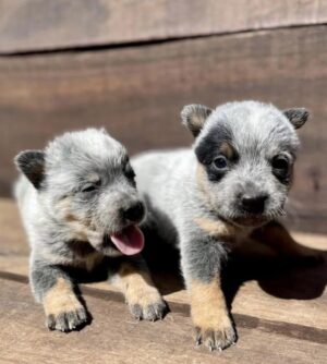 Miya and Magnus- Female & Male 9 Weeks Old Blue Heeler Puppies