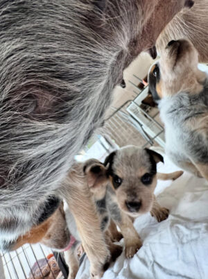 Miya and Magnus- Female & Male 9 Weeks Old Blue Heeler Puppies
